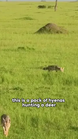 Is This the Most Brutal Way to Die in the Wild?#fyp #foryou #foryoupage #animals #wildanimals #wildelife #animalworld