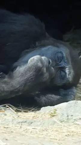 ini cuma mimpi kan#aslamualaikum #hiburan #fypシ゚viral 