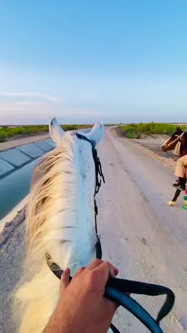 #خيل_وخياله🐎 #خيل #صديقي_المفضل #سفرة_سفوري #مشاهير_تيك_توك #مشاهير #explore #العراق #المثنى  #الاصايل👑❤️ 