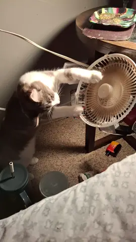 her favorite thing to do 😭 #fypシ #catsoftiktok #kittiesoftiktok #girlcat #fluffy #fyp 