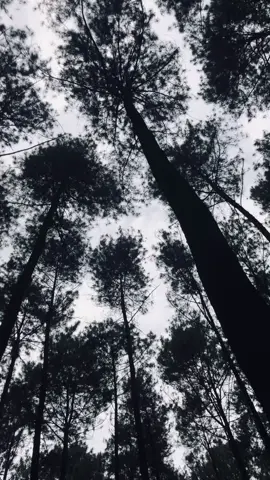 Rekomendasi wisata Tegal😍🌲🍃#prabalintangtegal #tegal #wisatategal #wisataalam 