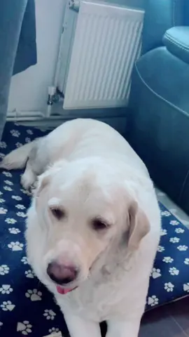 He is a massive softy #fyp #dogsoftiktokviral #goldador #dogsoftiktok #cutebaby 
