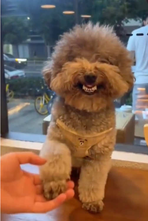 The dog that laughs as soon as it shakes hands.#dog #funnydog #dogs 