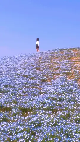 Uminonakamichi Seaside Park (Fukuoka) / 海の中道海浜公園 The flowers were colorful.🌸🌼It's a different video than usual, but I hope you like it🥰 Please follow 👉@japan_walker_    Please Share 🥰🙏✨ #japan #japantravel  #japantrip #anime　#fukuoka #kyushu #uminonakamichiseasidepark #海の中道海浜公園 #sakura #cherryblossoms #桜 #nemophila #ネモフィラ #チューリップ #春 #spring #flowers