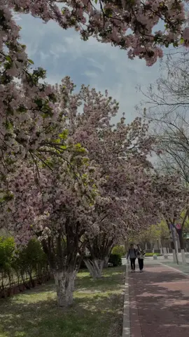 Spring view😍🩷#springinchina#tianjin#civilaviationuniverityofchina #viralspring2025 #unilife