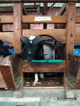 joged #babaopal  #dombagarut #dombatangkasfyp  #hpdkigarut 