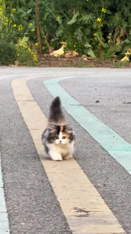 You have to respect the 2nd attempt though #RoadTo18Million #kitten walk 