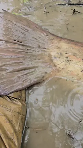 #fishing #pesca #wedcarstvo #riverfishing #monsterfish #bigfish #siluro #catfish #sum 