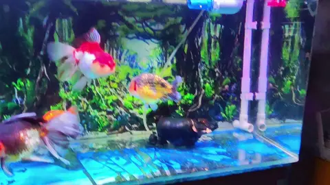 ranchu oranda  rảnh ngắm cá nào