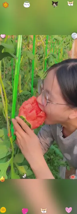 Two months ago, I used watermelon seeds to plant watermelons, and they finally grew. #Watermelon #potted #fruit #planting #tiktokshopspringglowup #spotlightfinds 