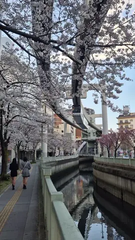 Do you know the monorail in Chiba? Featuring sakura these days 🌸🚋 #monorail #chibasakura #cherryblossom 