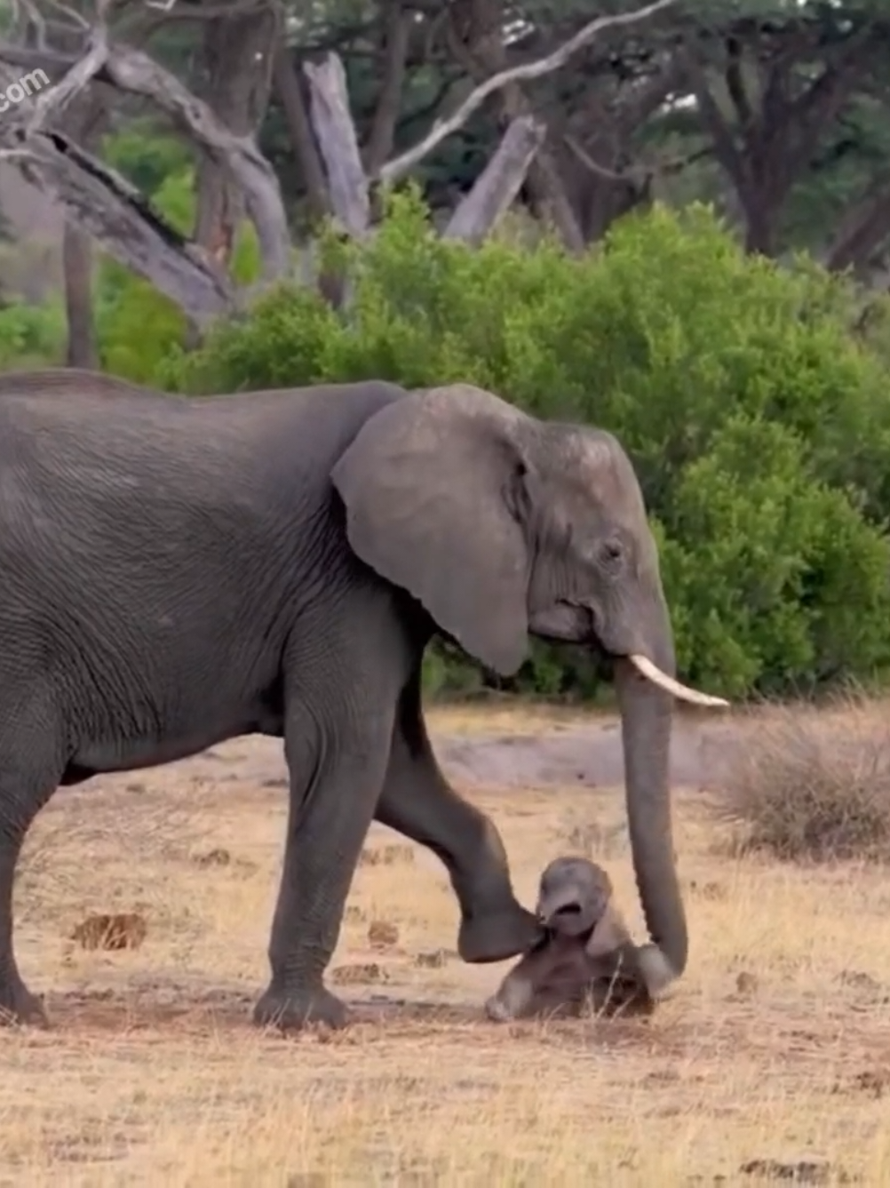 The wonderful meeting of the newborn baby elephant and its devoted mother. The first minutes and first steps of the newborn baby elephant. The big elephant herd family is waiting for the last guest of the newborn herd and the apple of the eye of the baby elephant. After birth, the mother elephant gives the first training tirelessly. The wonderful mother elephant, who constantly lifts her baby and tries to walk, finally succeeds. And the baby elephant joins her herd by walking. The audience could not hold back their tears of joy #animals #elephant #elephantlove #nature #wildlife #wildanimals #fyp #babyanimals #babyelephant #fypp #mother #wonderful #fypage #fil  #naturegeography #greatlife #wild #wildlife