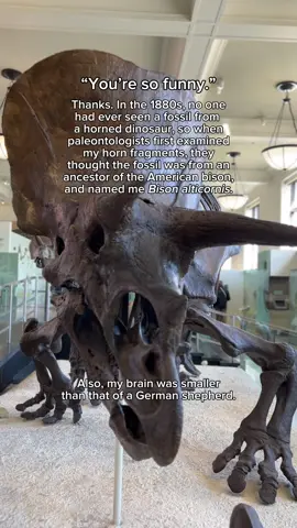 Additional discoveries of horned dinosaur fossils provided more evidence, and in 1889 paleontologists described the species Triceratops horridus. Have you met Triceratops in person yet? Stop by the Museum’s Hall of Ornithischian Dinosaurs to meet this dino! We’re open daily from 10 am–5:30 pm. #stem #dinosaurs #triceratops #museumtok #naturalhistory #paleontology 