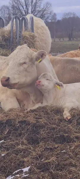 #foryoupag #fyp #farm #country #familia #cow #eating #happy #happycow 