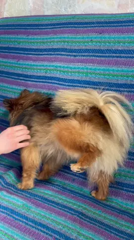 #pomeranian 