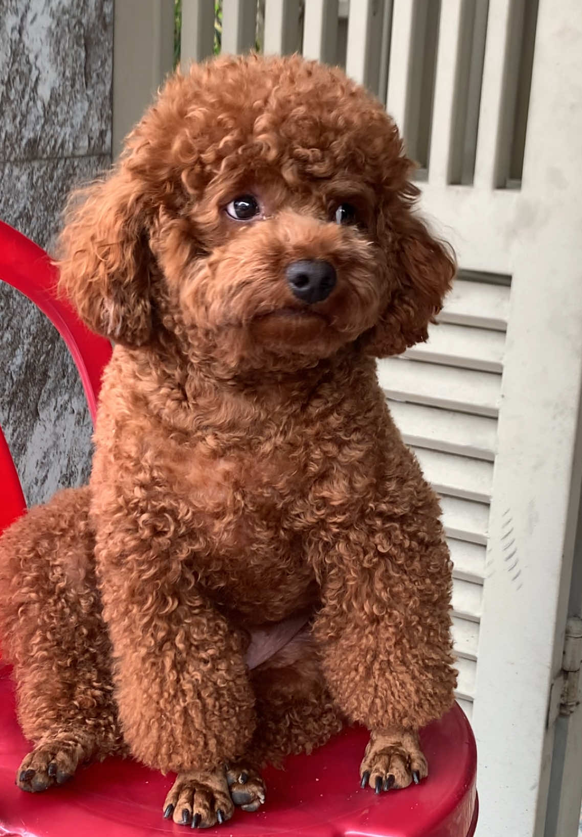 #bơhaydỗi #pet #poodle #xh #cúnconđángyêu #cutedog 