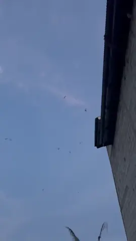 info harga sarang walet#suburjayawalet #petaniwaletsulawesi #petaniwaletindonesia #waletindonesia 