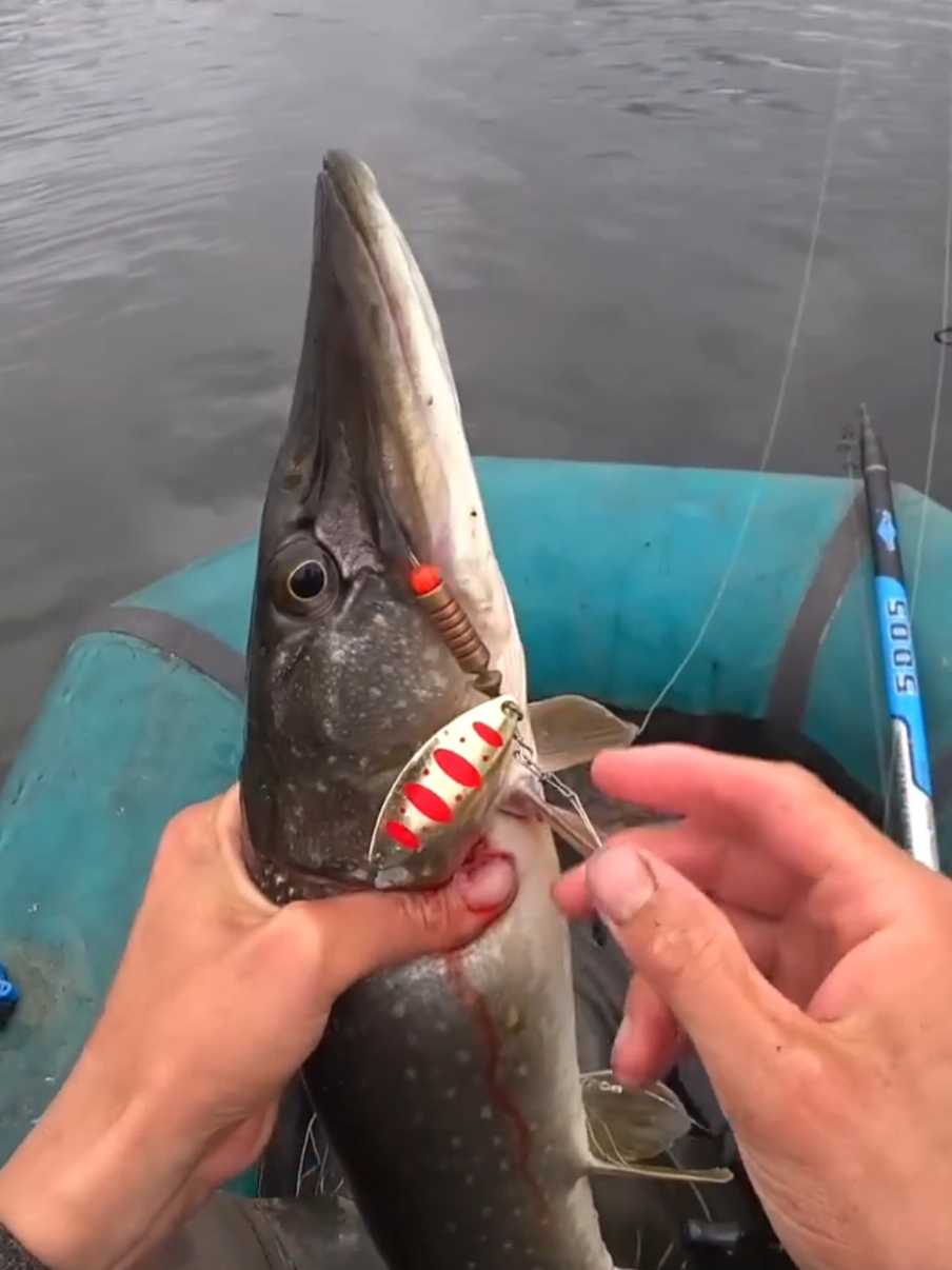 Весенняя щука на полтора кг #рыбалка #спиннинг #щука #поклевка 