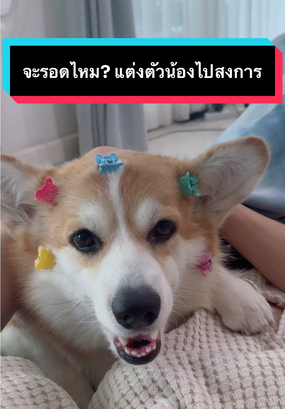 แต่งตัวให้อ้วน ลูโป ไปเที่ยว #สงการนต์ปีนี้  จะรอดไหม????!! #คอร์กี้ #corgi #tiktokdog 