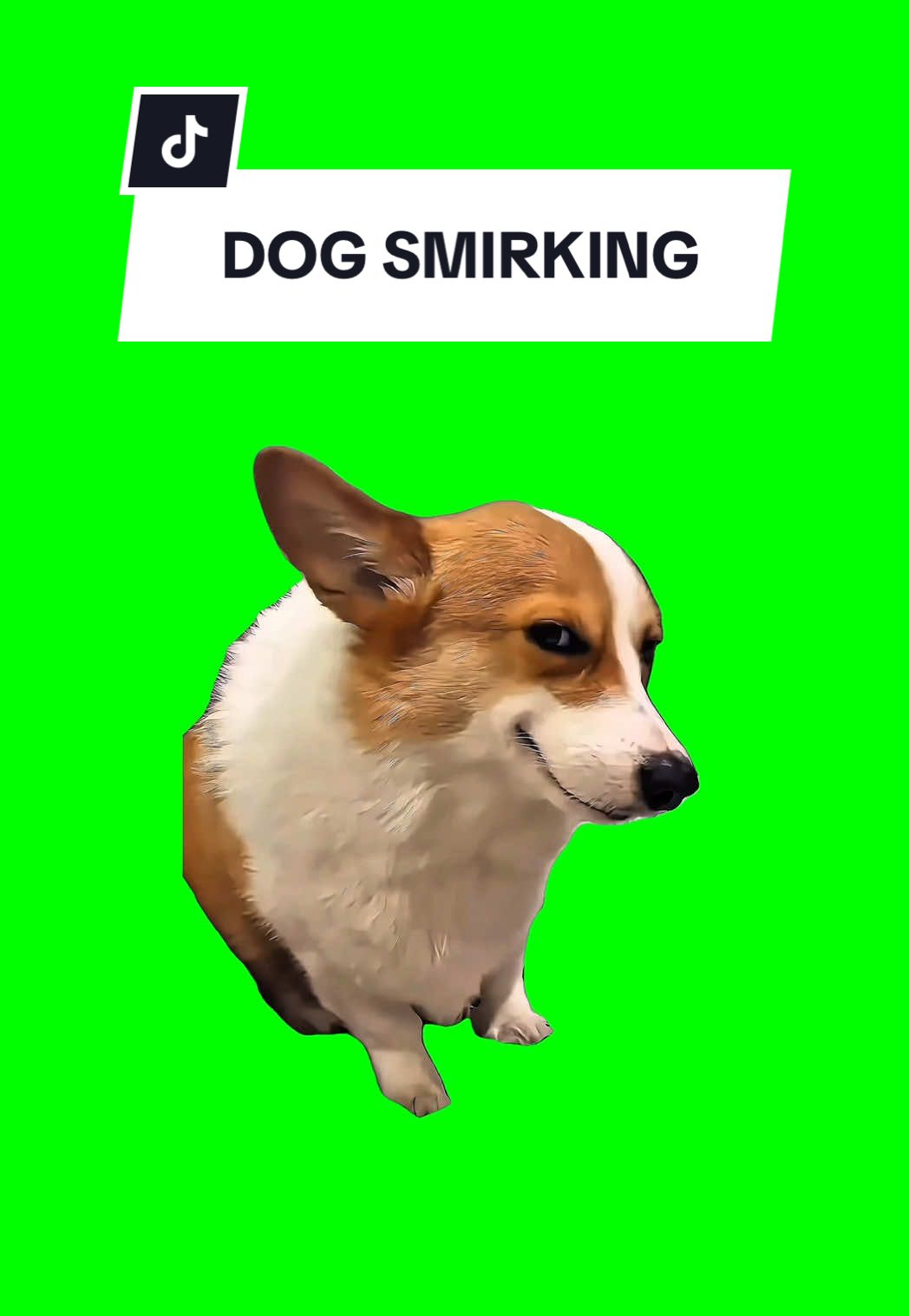 #CapCut DOG SMIRKING #greenscreen #greenscreenvideo #greenscreenoverlays #fyp #fypシ #fyppage #fypシ❤️💞❤️ #meme #memes #memestagram #freefirememe #memepage #viral #viralvideos #viralreels #viralvideo #viralpost #sillybaloo #trend #trendy #trending #trendingreels #baloosilly #trendingtiktok #trendy #viralmeme #dogsmirking 