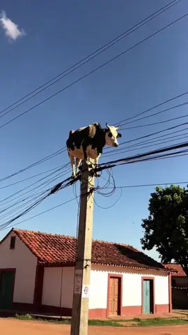 Eu só gravei… não faço ideia de como ela foi parar lá. #bizarro #is #cow #brasil #viralvideos