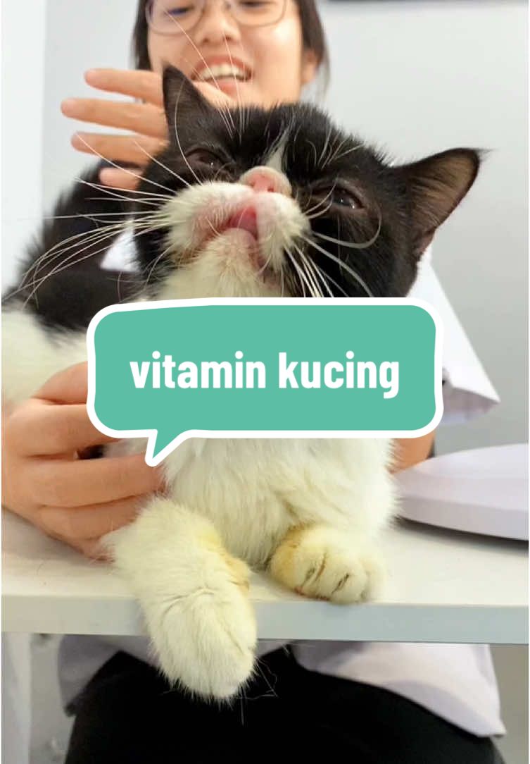 Kucing juga butuh asupan, yuk rutin kasih vitamin biar makin sehat dan lincah! 😻🥰 #remov #kucing #vitaminkucing 