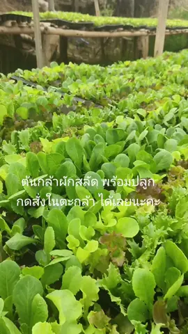 #ต้นกล้าผักสวนครัว #แทรนด์วันนี้ #ปลูกผักกินเอง #ผักเคล #สลัด #ฟินเลย์ 