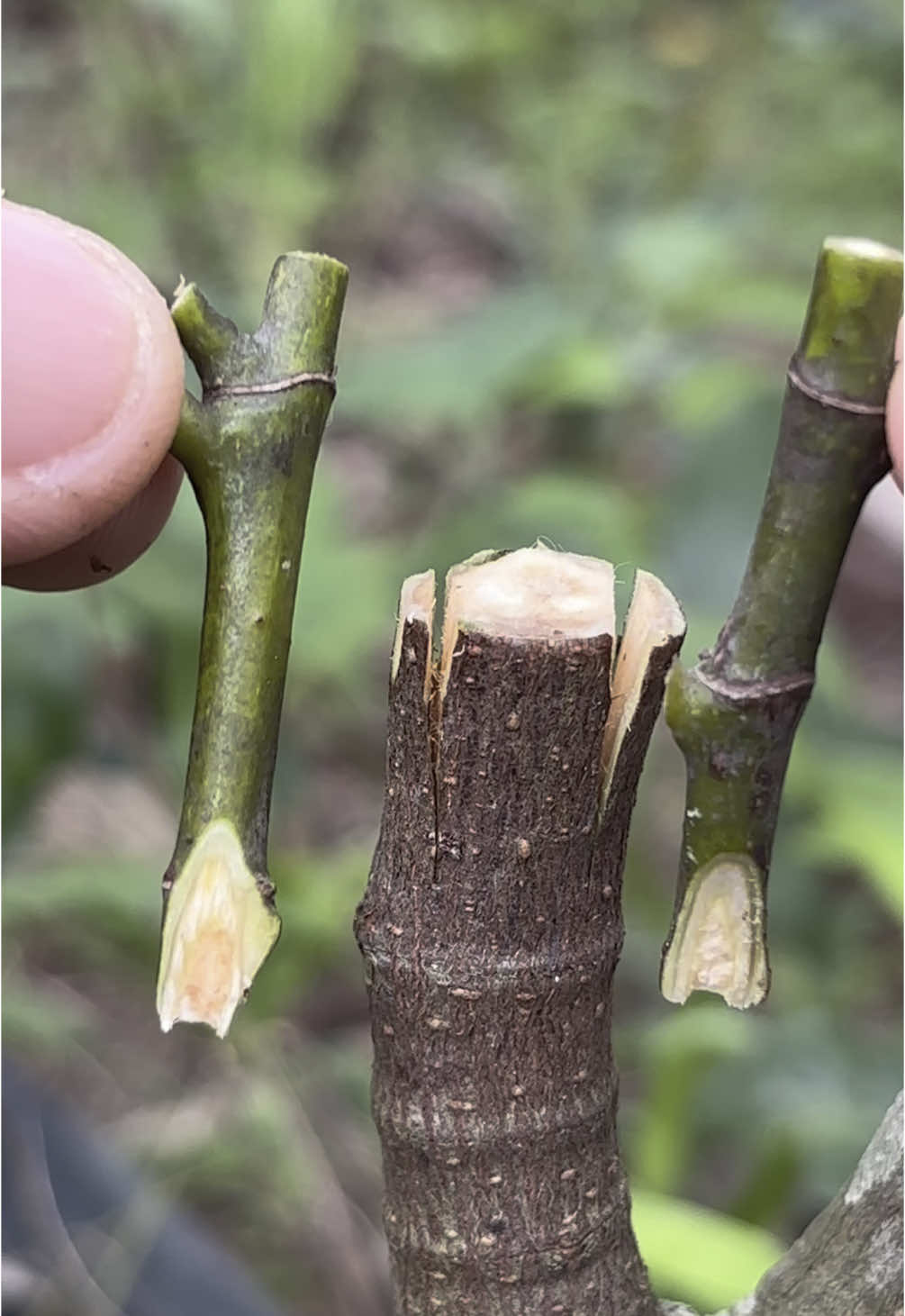 Unique technique for Jackfruit Grafting | how to graft jackfruit tree. #grafting #garden #tiktok #เกษตร #plants #grafting_videos #jackfruit 