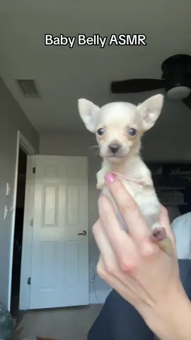 She was so TINY 😭😭 I miss when she was this small ugh. #rescuedog #puppytiktok #puppy #asmr @Rags to Riches Animal Rescue 
