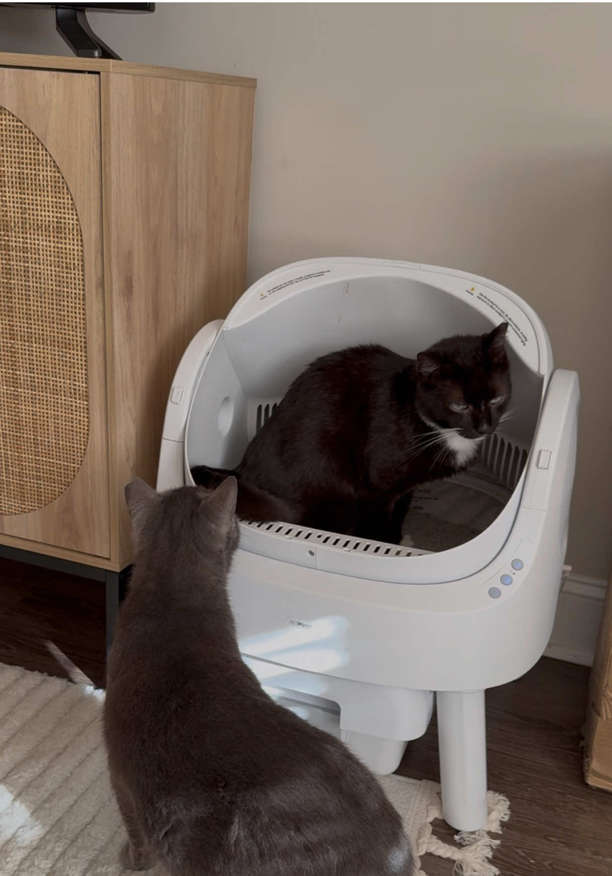 Repeat every 2 weeks 😌✨ #automaticcatlitterbox #selfcleaningcatlitterbox #catlitterbox #cats #sundayreset #catmomlife #cats @PetPivot US 