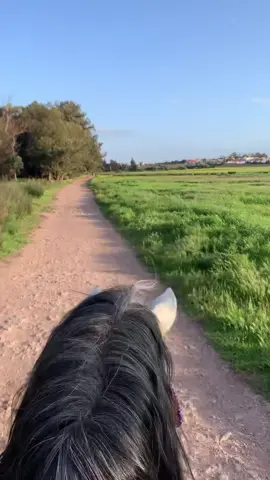 #الخيل_وجماله #تتبروز👑 #الطبيعة_وجمالها☘️💛💚 