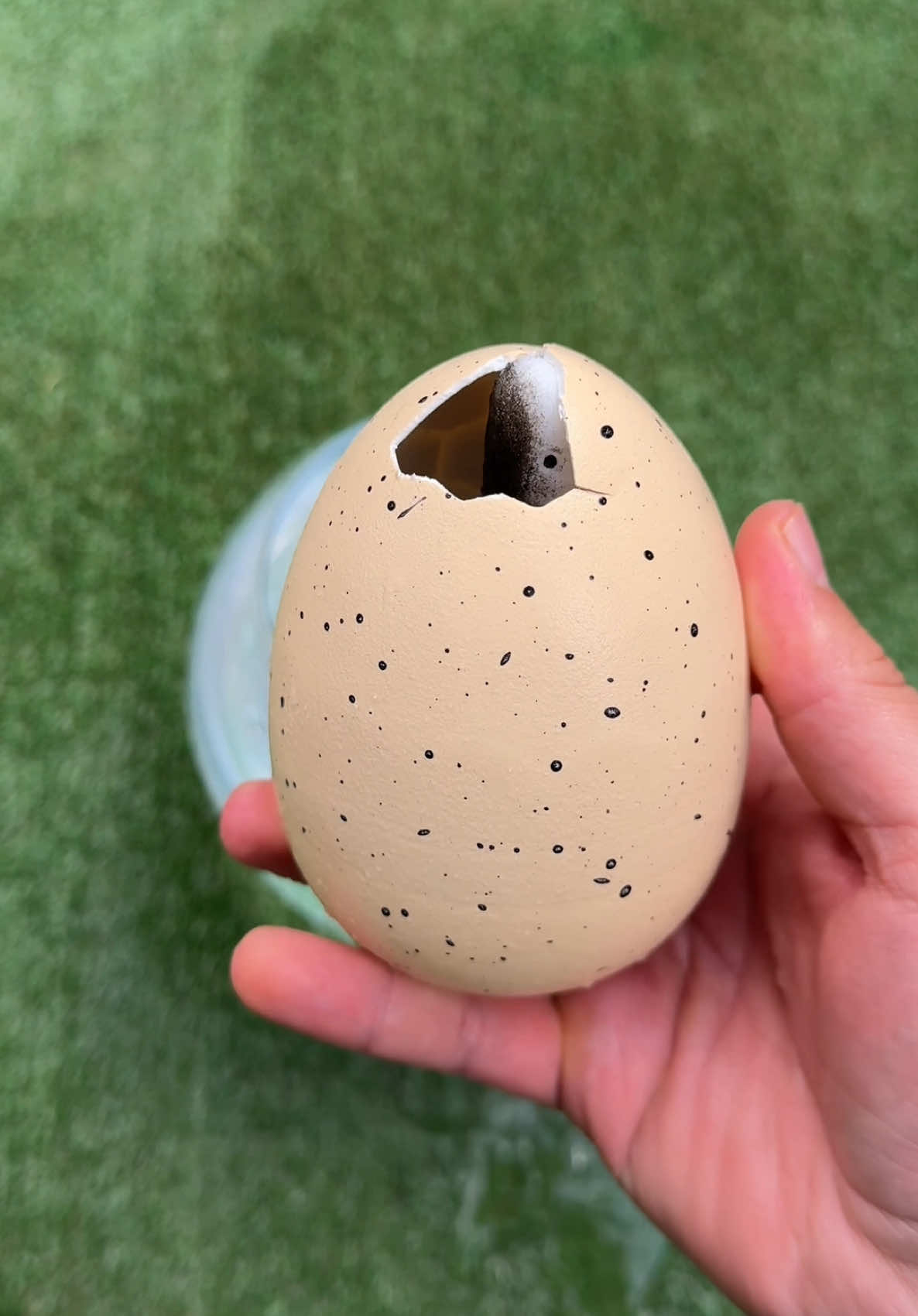 Replying to @Storm chaser IT HATCHED!