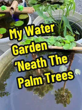 #reflections #palmtrees #zengarden #lilypond #reflective #reflection @Sandrobear & Scutterbear  The Waterlily Bear knows the water reflections in his patio water lily, lotus, and marginal bog plant tub gardens make a picture perfect reflecting pool for the palm trees above his Zen garden space