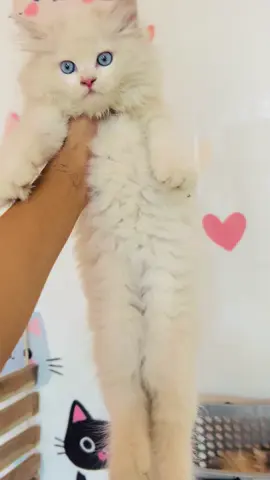 Cargo done to Dera nawab sahib 😍❤️ number in bio #mypetmarket_ #unfreezemyacount #kittens #viral #fyp #foryou #catslovers #mypetmarket__ #persiancat #animals @tiktok creators @TikTok 