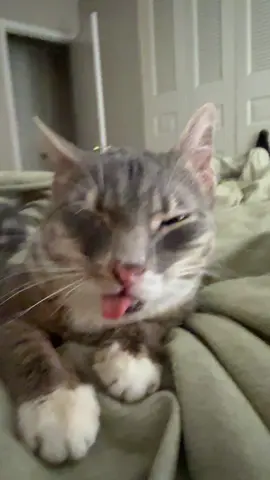 #fyp #catsoftiktok #rigbycat 