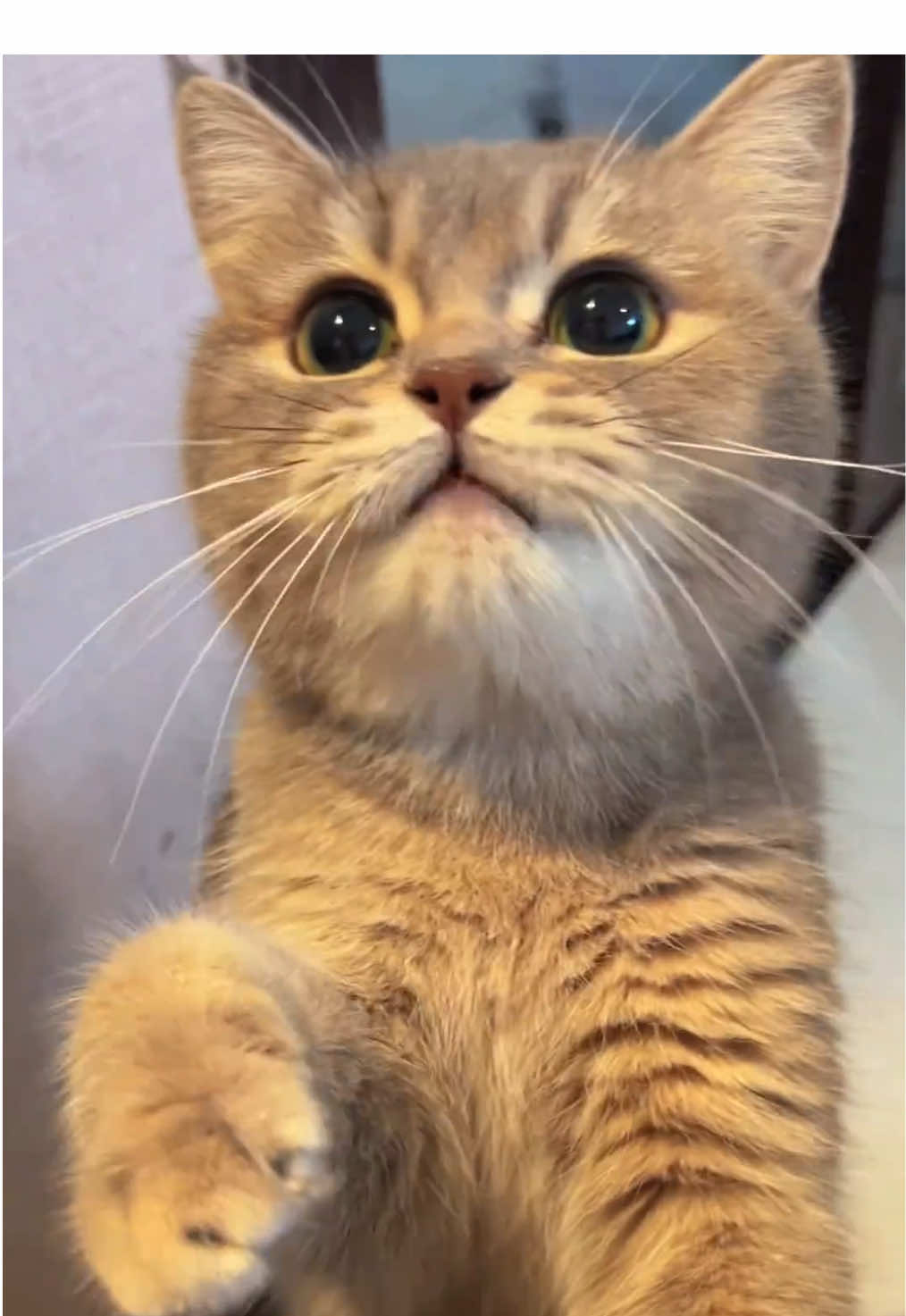 Give me the food.#kitten #cat 