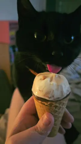 cat ice cream core🍦✨