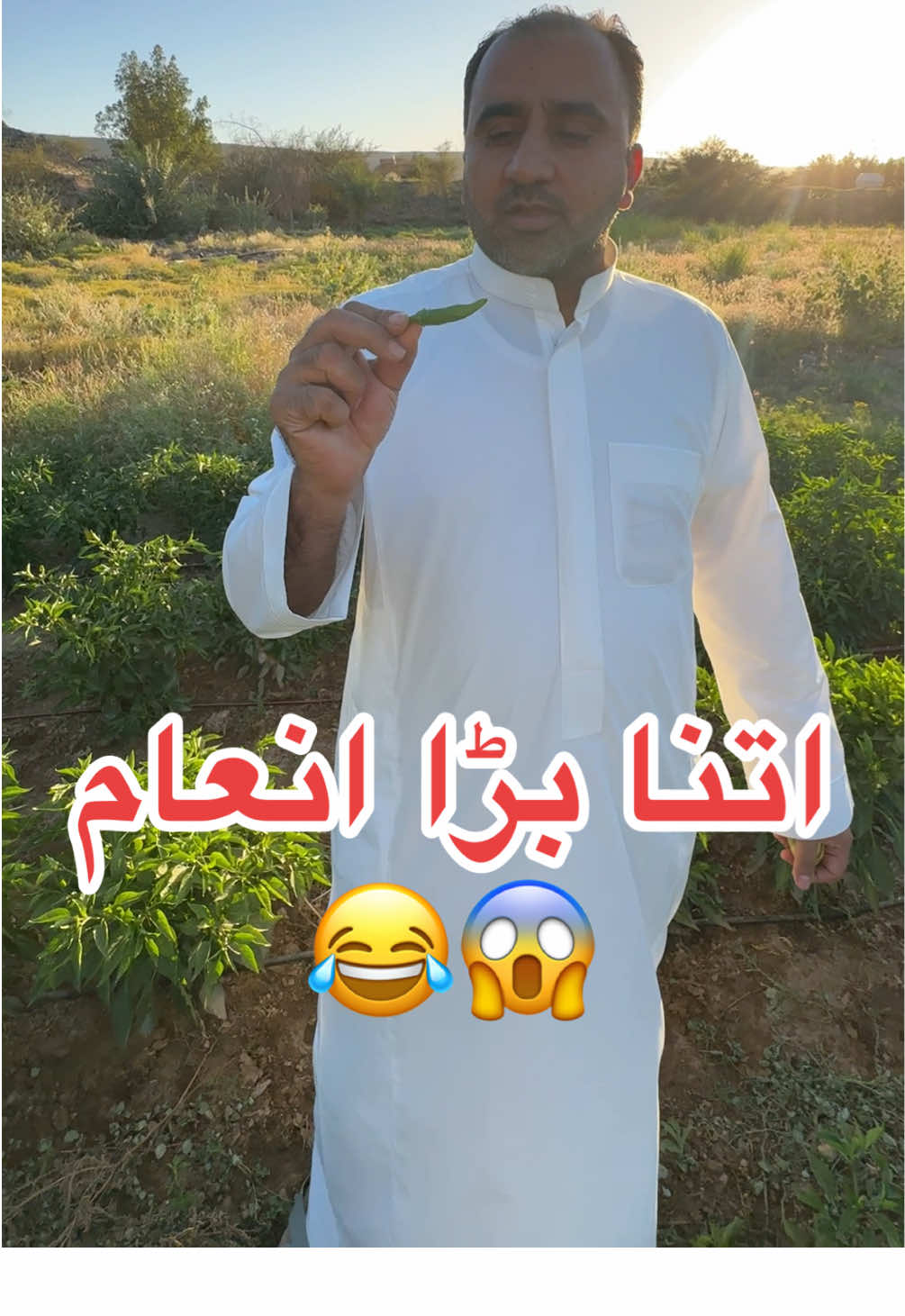 مرچ کھانے پر اتنا بڑا انعام 😱😂🥹#jeddah #desi #farming #agriculture #funny #friends 