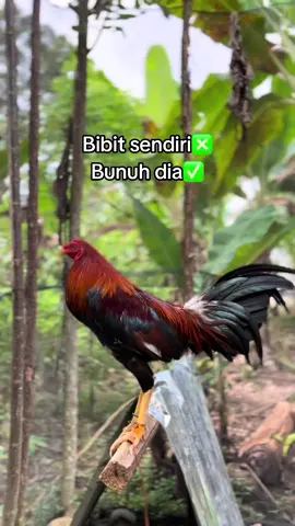 Sound baru teman yuk ramein#bibitsendiri🐔 #ayamimportfilipin🇵🇭 