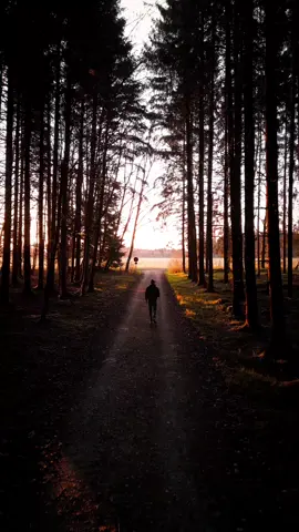 Beautiful morning forest walk! 🌳🌄 The forest was quiet as the first light touched the trees. Golden rays filtered through the branches, lighting up the trail. Would you wake up early for this? #folkscenery #forestwalk #naturetherapy #moodylandscape  #aesthetic #ourplanetdaily #folknature #naturewalk 
