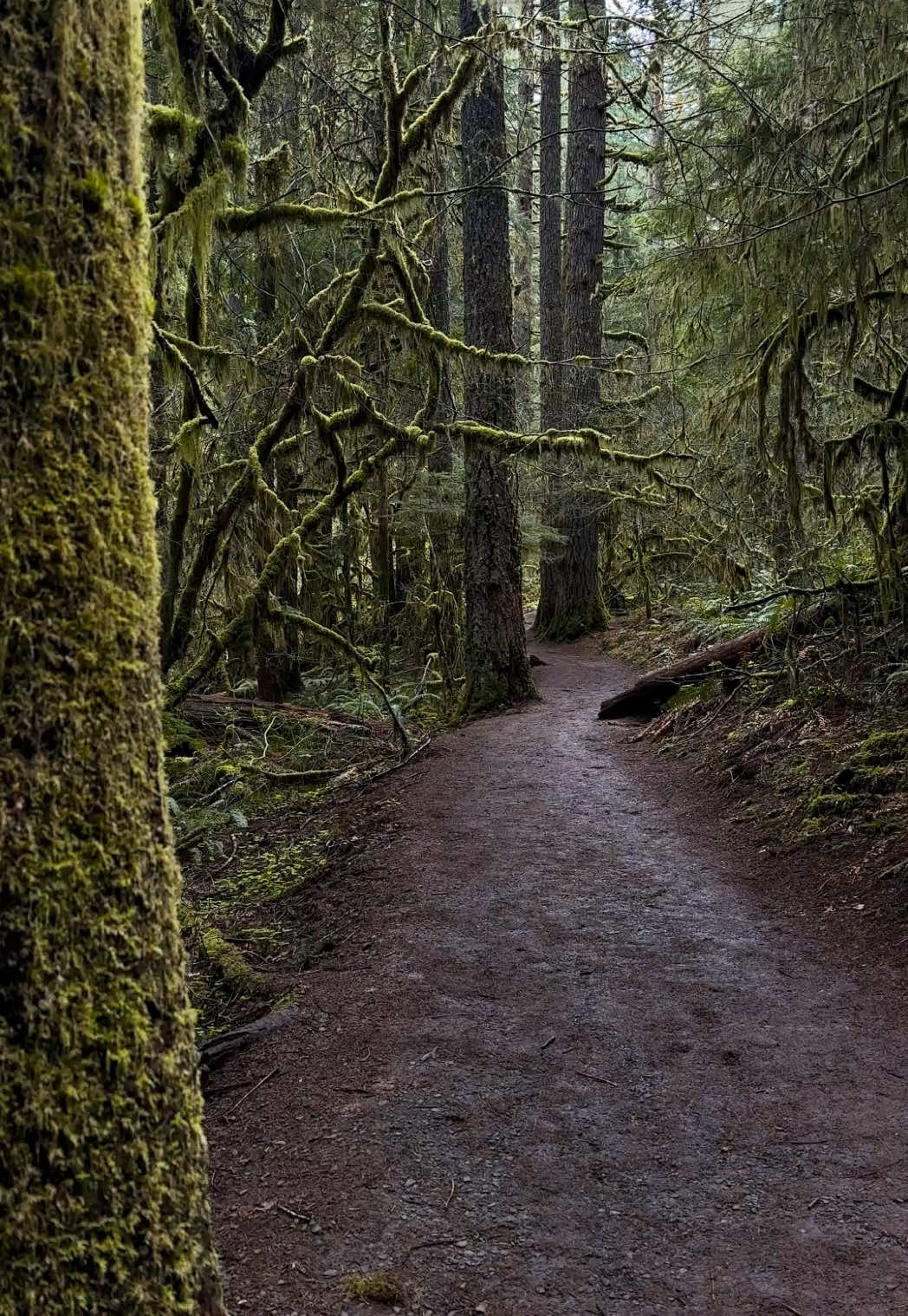 nothing like the mossy forests of Oregon 🖤