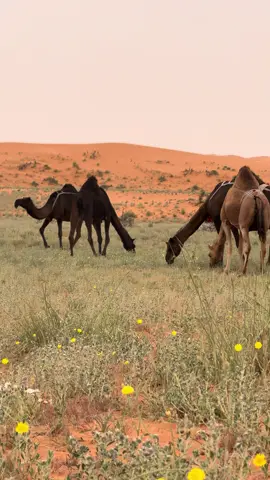 #المجاهيم #الذود #اكسبلور #مرباع #مصياف #الوسمي #شديد_البدو_البل #الشعب_الصيني_ماله_حل😂😂 