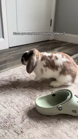 Who knew bunny sneezes would be so loud!!!😳🤣 #bunny #rabbittok #rabbitsoftiktok #bunnytok #bunnysoftiktok #bun #rabbit #bunnysneeze #sneeze #blessyou 