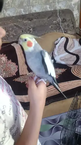 ابو الجكوك الكوكتيل المتكل ❤️#اكسبلور #الشعب_الصيني_ماله_حل😂😂 #العراق #محمية_محمد_قاسم #الترند_الجديد 