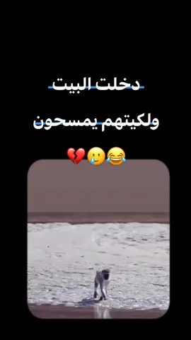 #اكسبلور #CapCut #الشعب_الصيني_ماله_حل😂😂 #بغداد #ترند 