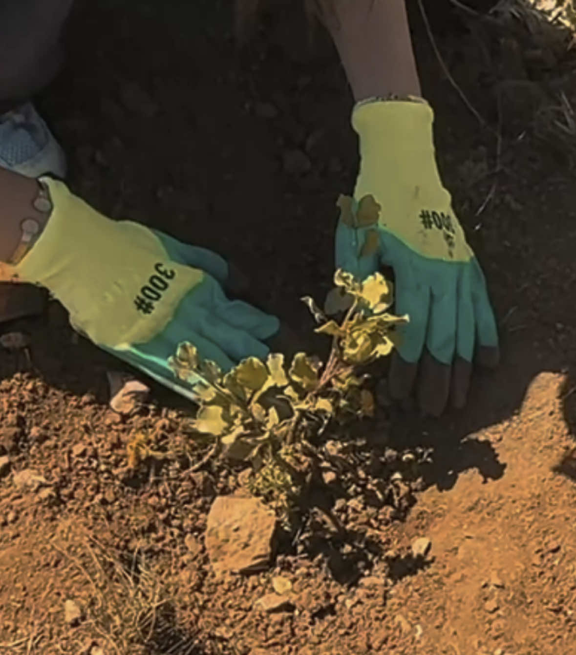 Planting trees in our beautiful tunisia☀️ le 11 avril, avec Tounes Clean-Up, nous avons planté 300 arbres à Rafraf pour une Tunisie plus verte et engagée🌸🌳🤍 #capcut_edit #tunisia🇹🇳 #plantingtrees #nature #fyp #pourtoi #arbres #touneselkhadra #fyp #ecology #trendingvideo 