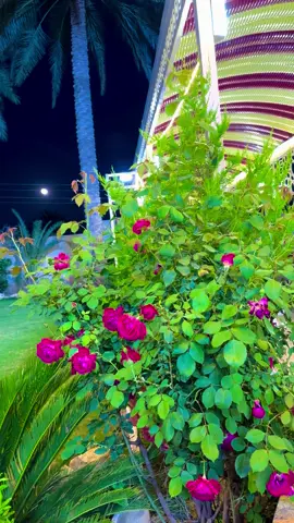 #حاتم_العراقي_اغاني_الزمن_الجميل #تصوري #قناتي_تليجرام_بالبايو💕🦋 