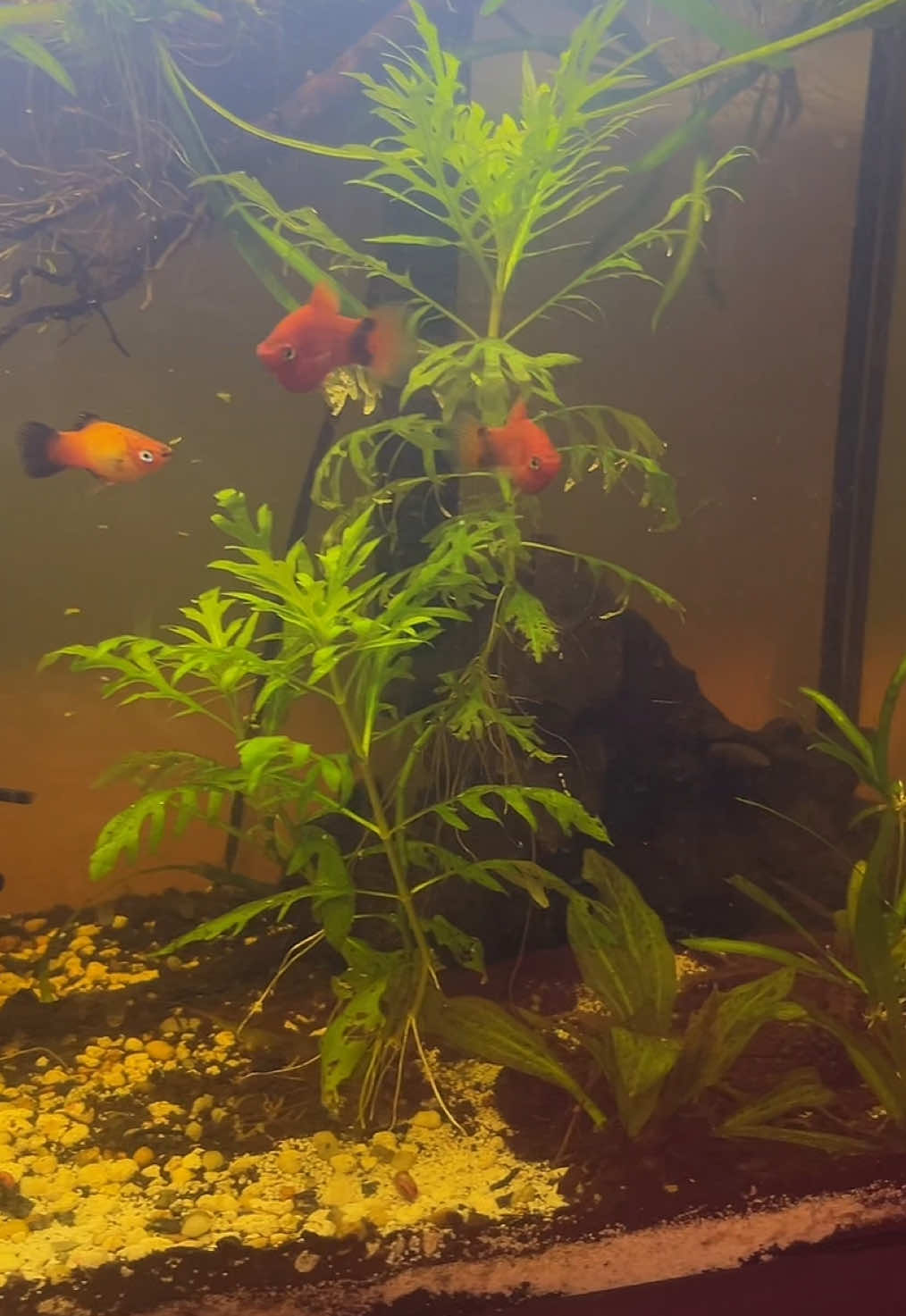 The transformation of this tank is beautiful! I have already had to pull plants and duckweed out because of how fast it’s growing! -Some plants have pulled out and now float but I like to leave them as they are still growing and add nice coverage to help make them feel safer  #fishing #fish #bettafish #betta #bettasorority #plattyfish #natural #selfsustainable #tank #20g 