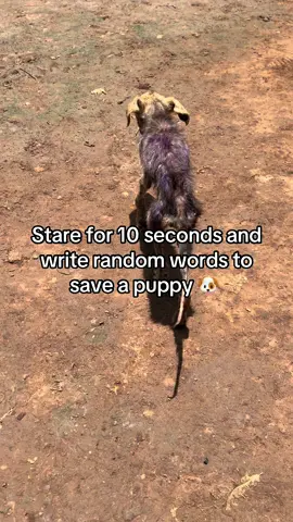 Donation link in our bio  #streetdog #streetdogs #explore #foryoupage #f #foryou #foryoupag #pet #petlover #rescue #rescuedog 