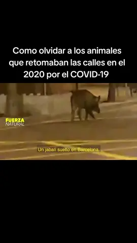 #NIUNABRAZOMAS Cómo olvidar como los animales retomaban las calles en el 2020 por el COVID-19 #niunabrazomas #fypシ゚ #videoviral #2020 #naturaleza #animales #covid19 #fypppppppppppppp 